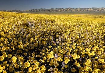 Super Bloom, Saat Bunga Liar Mekar Beberapa Tahun Sekali di Gurun