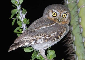 Burung Hantu Elf, Jenis Terkecil dalam Keluarga Burung Hantu
