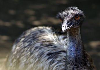 Emu, Burung Besar dari Australia yang Bisa Berlari dengan Kencang