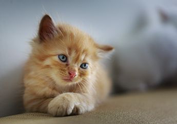 Yuk, Lihat Ekspresi Lucu Kucing yang Sedang Merindukan Pemiliknya!