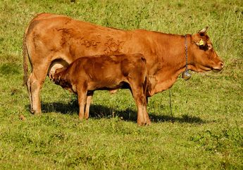Selain Manusia, Sapi Juga Bisa Saling 'Membicarakan' Perasaannya ke Sesama Sapi