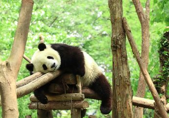 Wah, Populasi Panda Meningkat, tapi Habitatnya Justru Berkurang