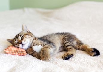 Dengkuran Kucing Ternyata Mempunyai Manfaat bagi Manusia, Bagaimana Bisa?