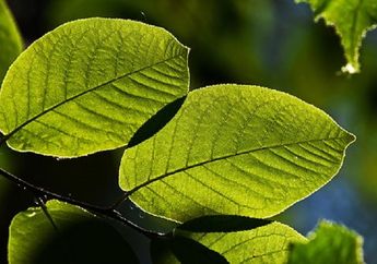 Wah, Ternyata Tumbuhan Juga Bisa 'Berteriak' saat Merasa Stres