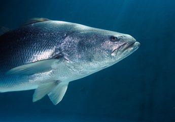 Mengenal Ikan Totoaba yang Berpengaruh Pada Populasi Vaquita, yuk! #AkuBacaAkuTahu