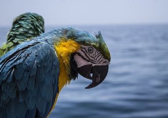 Kenapa Bajak Laut Sering Diceritakan Memiliki Peliharaan Burung Beo?