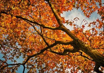 Maple, Pohon Nasional Kanada yang Mengeluarkan Sirup dari Batangnya