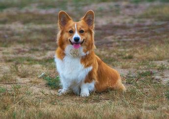 Fakta Seru Corgi Si Anjing Berkaki Pendek, Ada yang Tidak Punya Ekor!