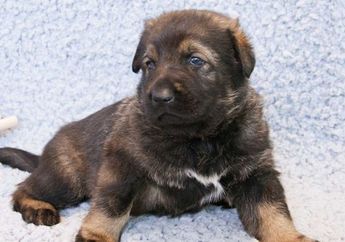 Anjing Polisi Tiongkok Pertama dari Hasil Kloning Siap Menjalani Pelatihan