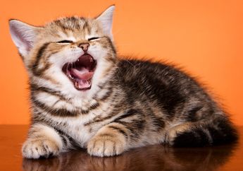 5 Tingkah Laku Kucing Ini Akan Buat Kita Gemas, Lihat, yuk!