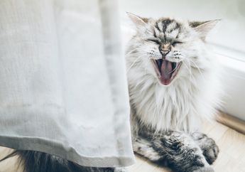 Ini Dia 5 Warna Bulu Kucing yang Jarang Ada, Apakah Kucingmu Termasuk?
