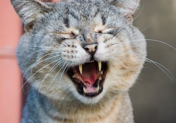 Ini yang Terjadi Jika Kucing Tidak Punya Kumis