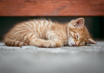 Tidak Hanya Manusia, Kucing Juga Bisa Terkena Penyakit Jantung