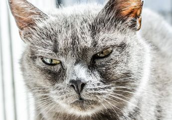 Kucing Juga Bisa Marah, Kenali Tanda Saat Kucing Marah, yuk!