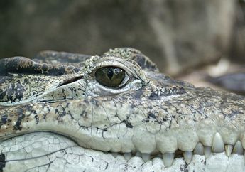 Buaya Mengeluarkan Air Mata Saat Makan, Kenapa, ya? #AkuBacaAkuTahu