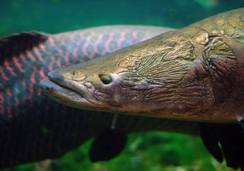 Ikan Arapaima Gigas Dikenal Ganas, Apakah Bisa Menyerang Manusia?