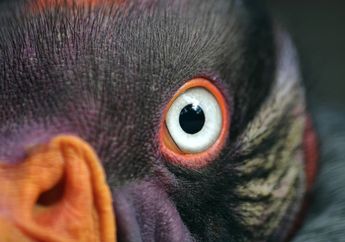 Selain Burung Elang, Inilah 5 Hewan yang Penglihatannya Super Tajam