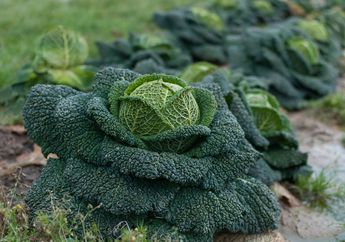 Sayur Kol Ternyata Punya 4 Jenis, Ini Dia Manfaatnya untuk Tubuh
