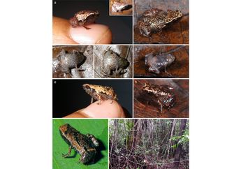 Ilmuwan Perkenalkan Spesies Baru Katak Mini #AkuBacaAkuTahu