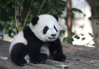 Fakta Unik Bulu Panda, Ada Fungsi Tersendiri di Balik Warna Bulunya, lo!