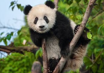 Sedang Kesal? Tingkah Lucu Panda Ini Bisa Membuat Kesalmu Hilang, lo!