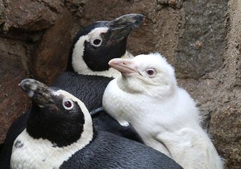 Wah, Ada Penguin Afrika Albino yang Langka di Kebun Binatang Polandia