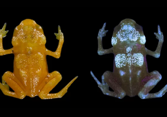Wah, Ditemukan Katak Spesies Baru yang Bisa Menyala dalam Gelap!
