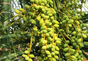 Kurma Muda Hijau, Fase Kematangan Pertama Buah Kurma