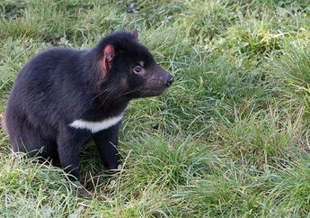 Tasmanian Devil Kembangkan Sistem Kekebalan Tubuh untuk Melawan Kanker