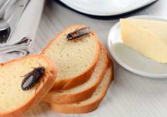 Apakah Makanan yang Sudah Dihinggapi Kecoak Masih Boleh Dimakan?