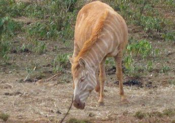 Wah, Zebra 'Pirang' yang Langka Juga Bisa Hidup di Alam Liar, lo!