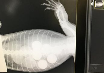 Seekor Goanna di Australia Menelan 6 Buah Bola Golf, Apa Sebabnya, ya?