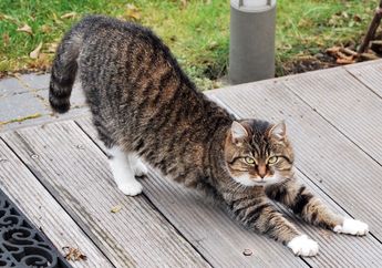 Kenapa Kucing Sering Meregangkan Tubuhnya? Apa Ia Merasa Pegal?