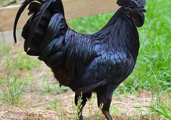 Ayam Cemani, si Ayam Hitam yang Harganya Mahal, Kenalan, yuk!