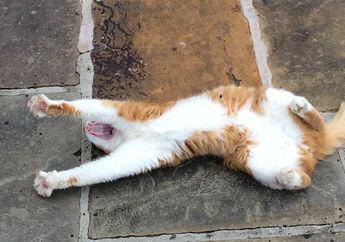 Kenapa Kucing Gemar Merenggangkan Tubuhnya, ya? #AkuBacaAkuTahu