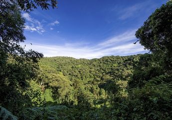 Hutan Hujan Harus Dilestarikan, Kenapa Hutan Hujan Penting bagi Bumi?
