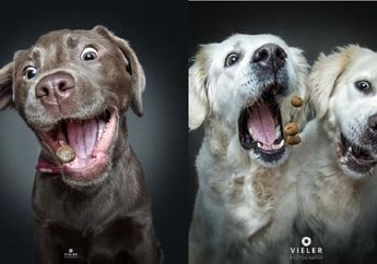 Lihat Ekspresi Lucu Anjing saat Mencoba Menangkap Makanan, Bisa Tahan Gemasnya?