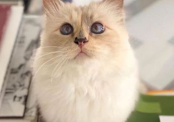 Mewah! Begini Gaya Hidup Choupette, Kucing Kaya Raya di Dunia