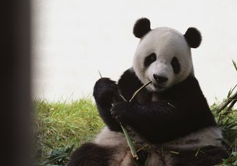 Dulu Panda Suka Makan Daging, Kenapa Sekarang Hanya Makan Bambu?