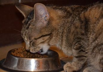 Beri Makan Kucing Tua dengan Baik dan Benar, yuk! Seperti Apa Caranya?