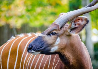 Bongo, Antelop Terbesar Afrika yang Punya Tanduk Panjang