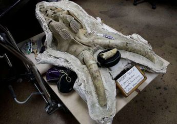 Ditemukan Fosil Mammoth, Smilodon, dan Kungkang di Los Angeles