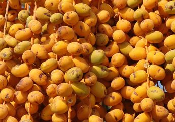 Kurma Muda Kuning Disebut Khalal, Kenali Kurma Muda Kuning, yuk!