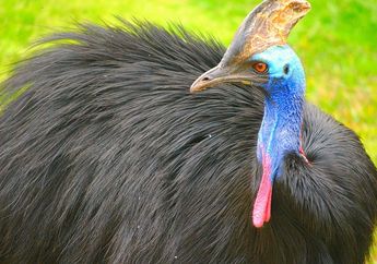 Bukan Hewan Buas, Kasuari Justru Merupakan Burung Paling Berbahaya di Dunia! Ini Alasannya