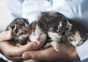 Ingin Memelihara Anak Kucing? Inilah Serba-serbi Anak Kucing