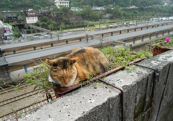 Kota Pertambangan Ini Berubah Menjadi Kota Kucing, Kok Bisa?