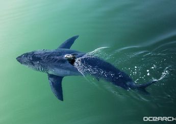 Wah, Hiu Putih Besar Seberat 750 Kilogram Terlihat di Perairan Florida