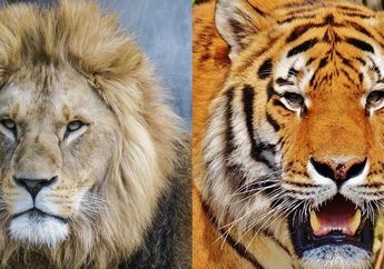 Sama-sama Keturunan Singa dan Harimau, Apa Bedanya Liger dan Tigon?