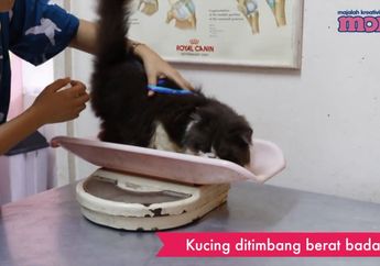 Tak Hanya Manusia, Hewan Juga Dibawa ke Rumah Sakit agar Cepat Sembuh