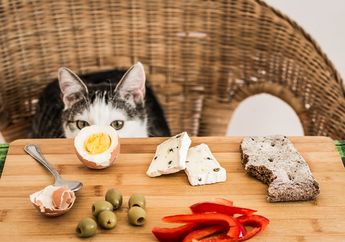 Bolehkah Memberi Makan Kucing dengan Telur Mentah?